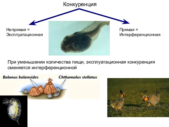 Конкуренция Непрямая = Эксплуатационная Прямая = Интерференционная При уменьшении количества пищи, эксплуатационная конкуренция сменяется интерференционной