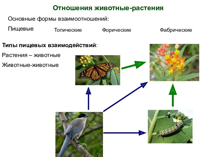 Отношения животные-растения Основные формы взаимоотношений: Пищевые Топические Форические Фабрические Типы пищевых взаимодействий: Растения – животные Животные-животные