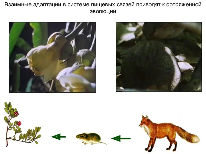 Взаимные адаптации в системе пищевых связей приводят к сопряженной эволюции