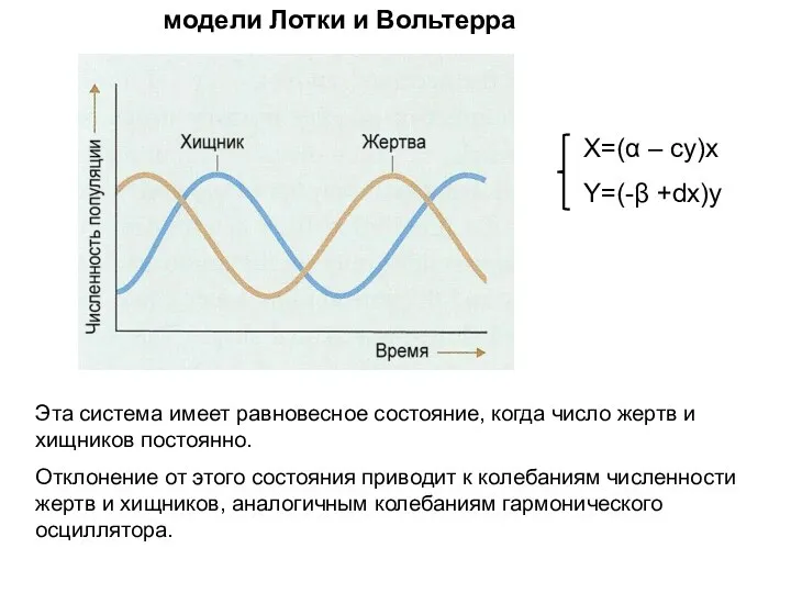 модели Лотки и Вольтерра Эта система имеет равновесное состояние, когда