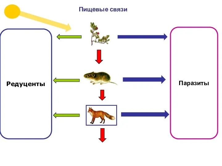 Пищевые связи Редуценты Паразиты