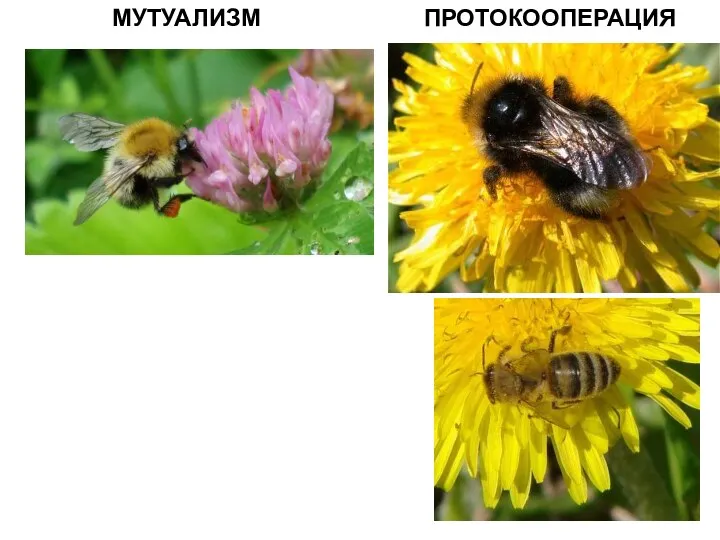 ПРОТОКООПЕРАЦИЯ МУТУАЛИЗМ