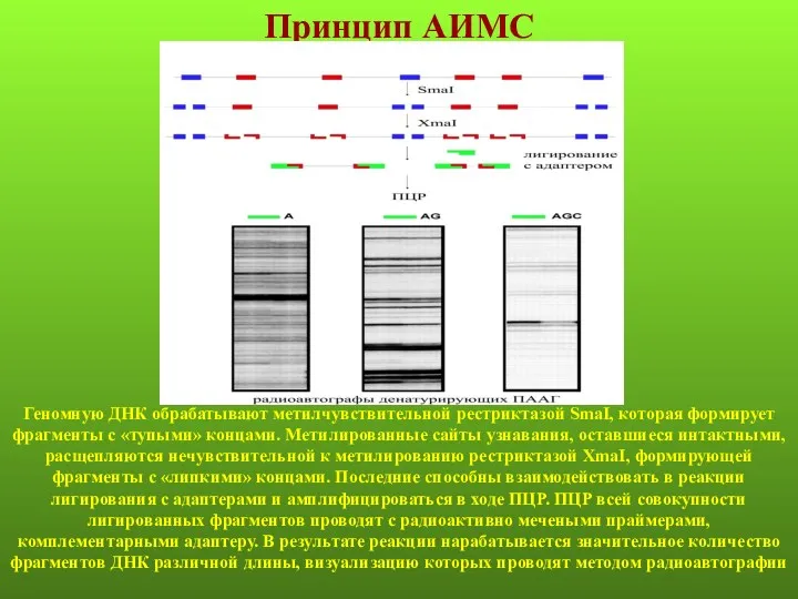 Принцип АИМС Геномную ДНК обрабатывают метилчувствительной рестриктазой SmаI, которая формирует