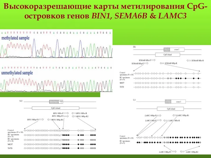 Высокоразрешающие карты метилирования CpG-островков генов BIN1, SEMA6B & LAMC3