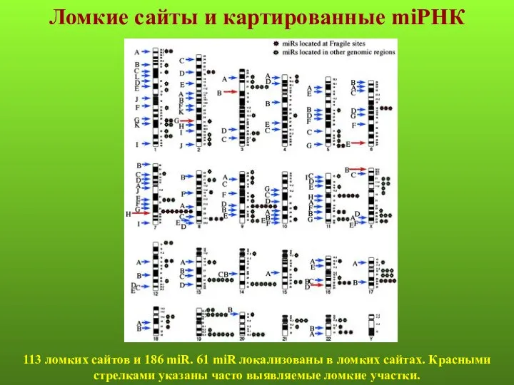 Ломкие сайты и картированные miРНК 113 ломких сайтов и 186