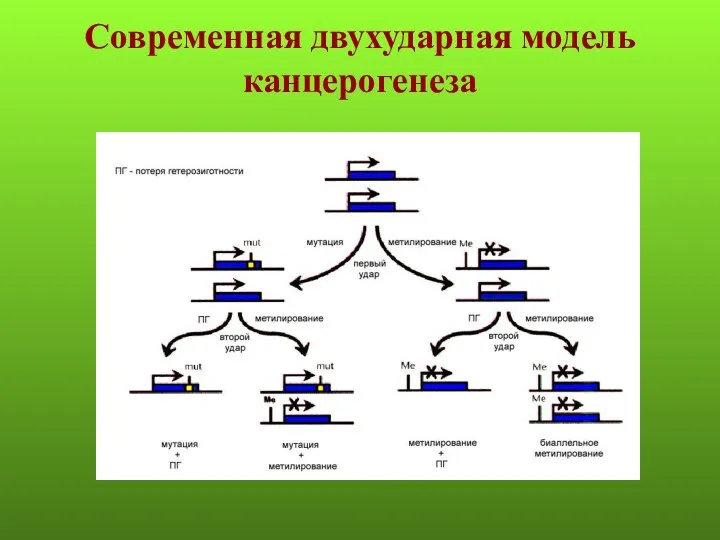 Современная двухударная модель канцерогенеза