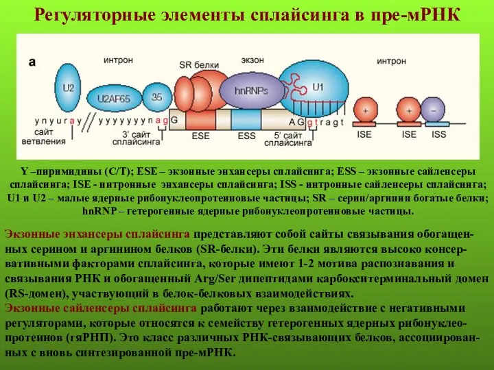 Y –пиримидины (С/Т); ESE – экзонные энхансеры сплайсинга; ESS –