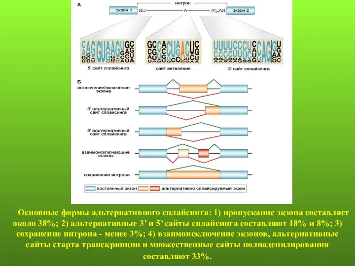 Основные формы альтернативного сплайсинга: 1) пропускание экзона составляет около 38%;