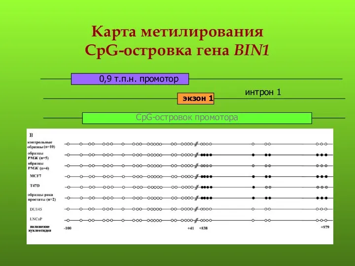 Карта метилирования CpG-островка гена BIN1