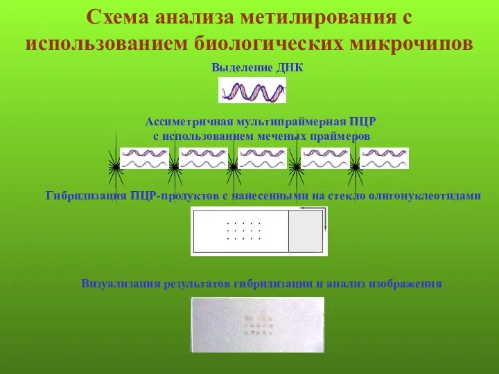 Схема анализа метилирования с использованием биологических микрочипов