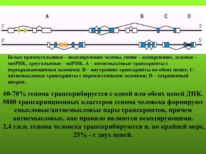 60-70% генома транскрибируется с одной или обеих цепей ДНК. 5880