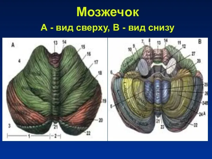 Мозжечок А - вид сверху, В - вид снизу