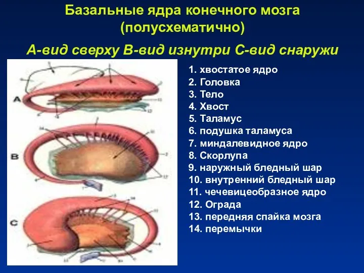 Базальные ядра конечного мозга (полусхематично) А-вид сверху B-вид изнутри C-вид