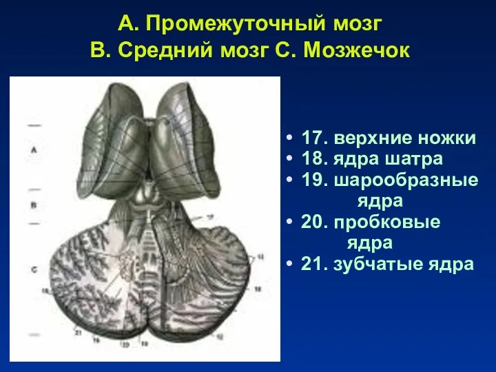 A. Промежуточный мозг B. Средний мозг C. Мозжечок 17. верхние ножки 18. ядра