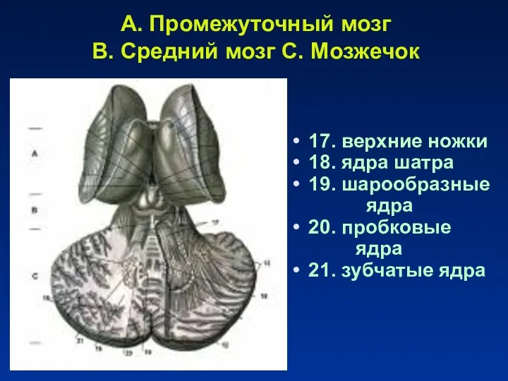 A. Промежуточный мозг B. Средний мозг C. Мозжечок 17. верхние