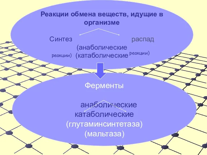 Реакции обмена веществ, идущие в организме Синтез распад (анаболические (катаболические