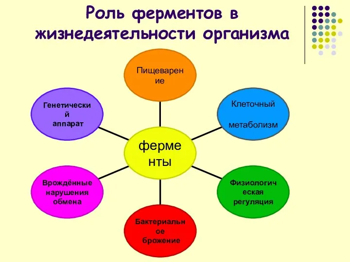 Роль ферментов в жизнедеятельности организма