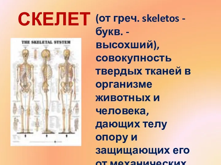 СКЕЛЕТ - (от греч. skeletos - букв. - высохший), совокупность