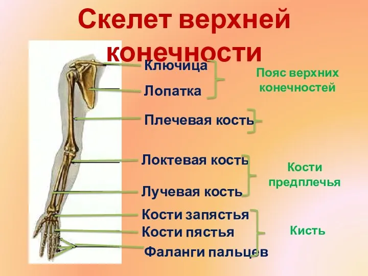 Скелет верхней конечности Ключица Лопатка Плечевая кость Локтевая кость Лучевая
