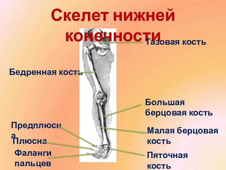 Скелет нижней конечности Тазовая кость Бедренная кость Большая берцовая кость
