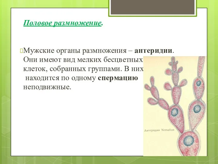 Половое размножение. Мужские органы размножения – антеридии. Они имеют вид