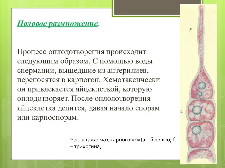 Половое размножение. Процесс оплодотворения происходит следующим образом. С помощью воды