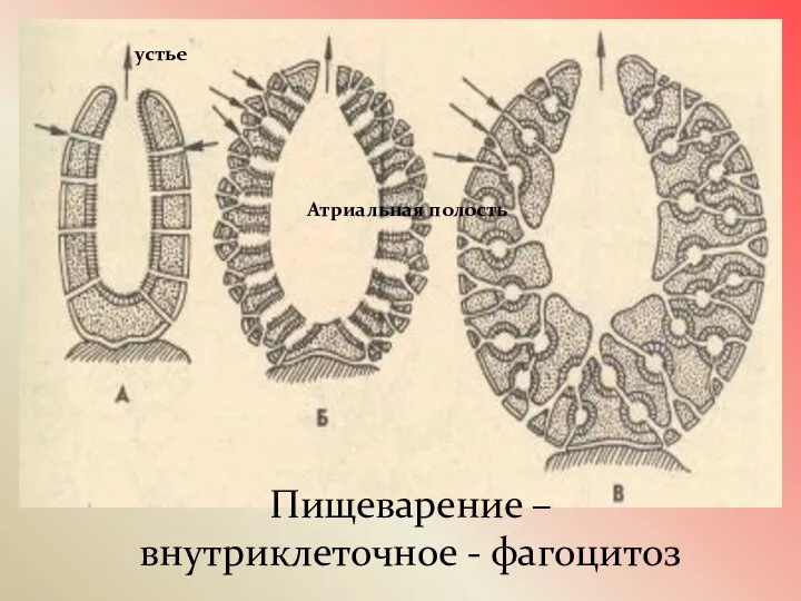 Пищеварение – внутриклеточное - фагоцитоз Атриальная полость устье