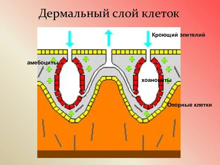 Дермальный слой клеток Кроющий эпителий хоаноциты амебоциты Опорные клетки