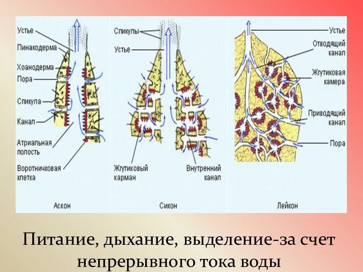 Питание, дыхание, выделение-за счет непрерывного тока воды