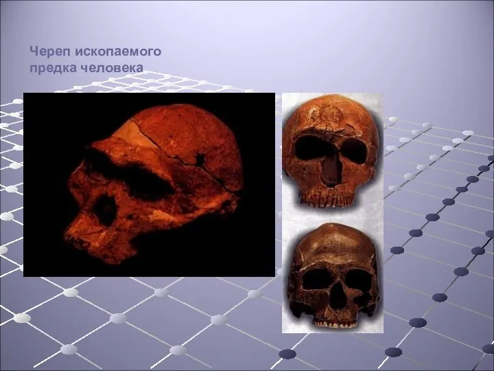 Череп ископаемого предка человека