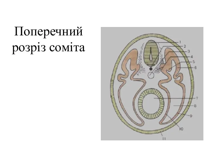 Поперечний розріз соміта