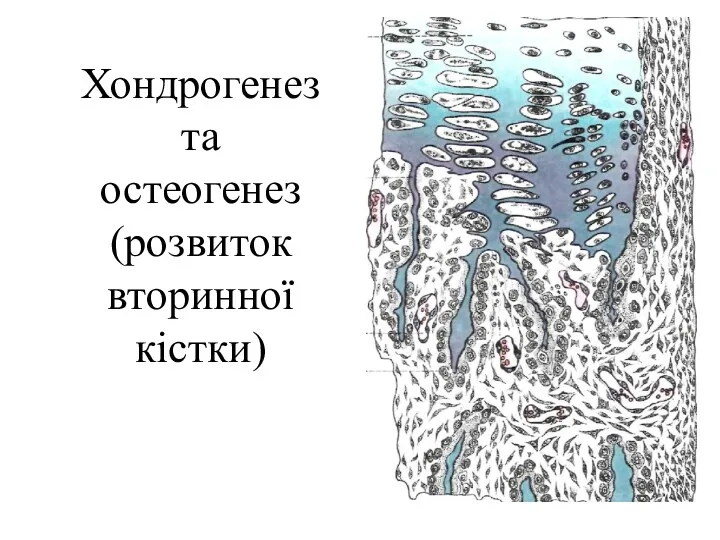 Хондрогенез та остеогенез (розвиток вторинної кістки)