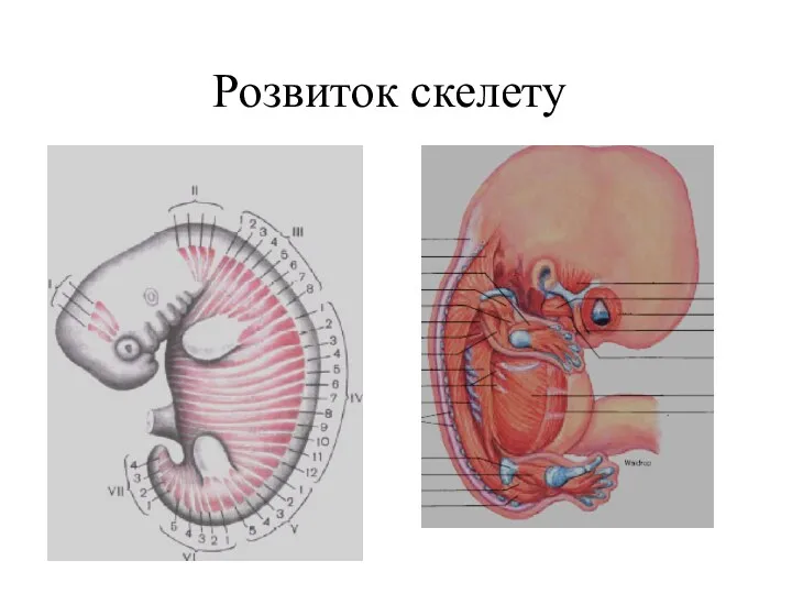 Розвиток скелету