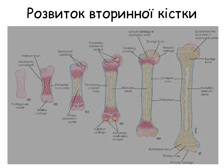 Розвиток вторинної кістки