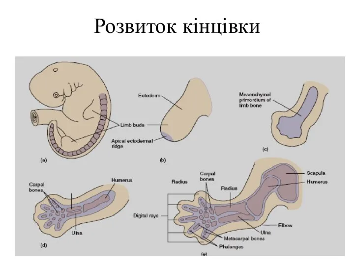 Розвиток кінцівки