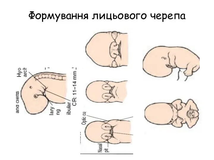 Формування лицьового черепа