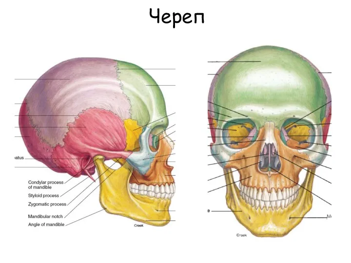 Череп