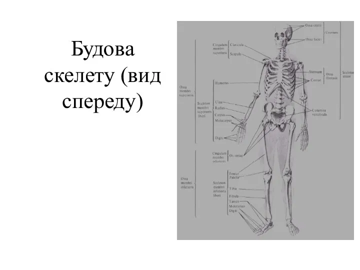 Будова скелету (вид спереду)