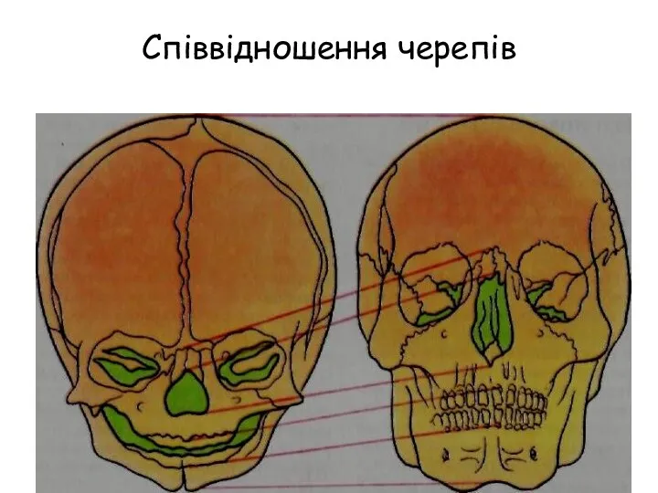 Співвідношення черепів