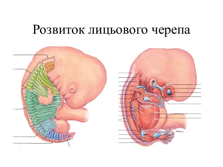 Розвиток лицьового черепа