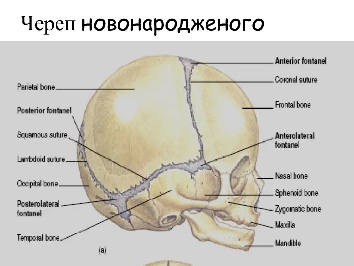 Череп новонародженого