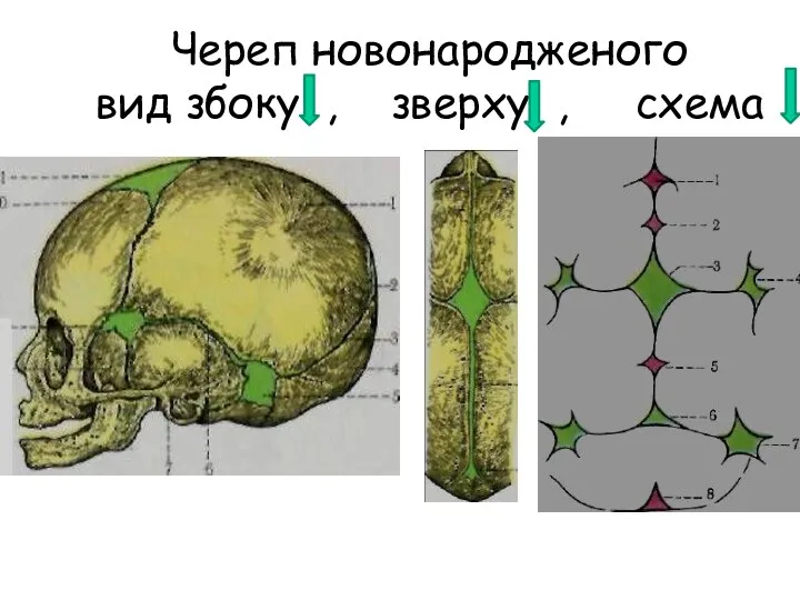 Череп новонародженого вид збоку , зверху , схема