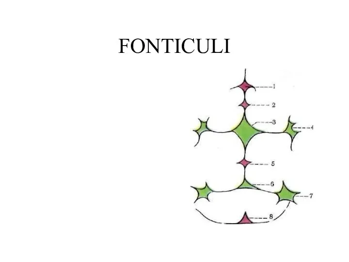 FONTICULI