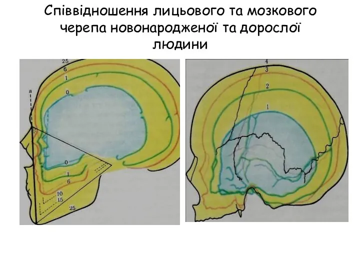 Співвідношення лицьового та мозкового черепа новонародженої та дорослої людини