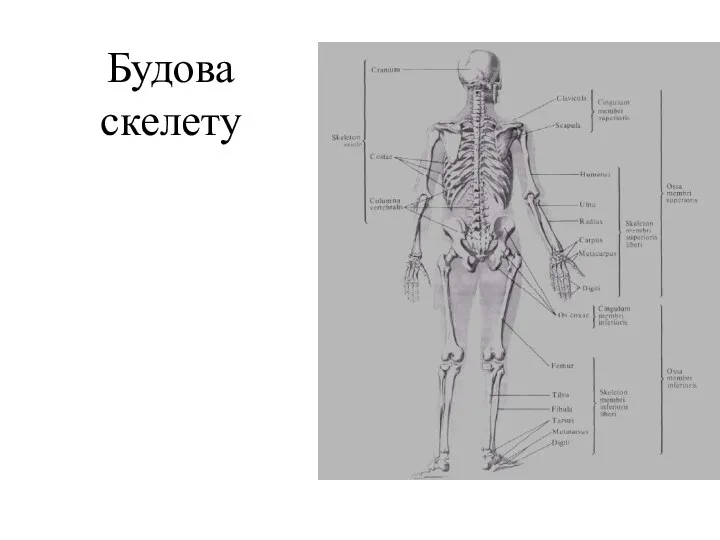 Будова скелету