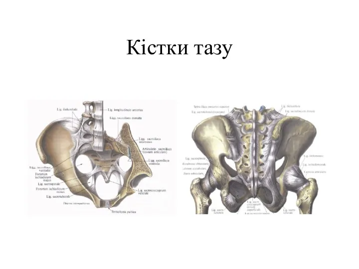 Кістки тазу