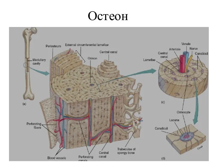 Остеон