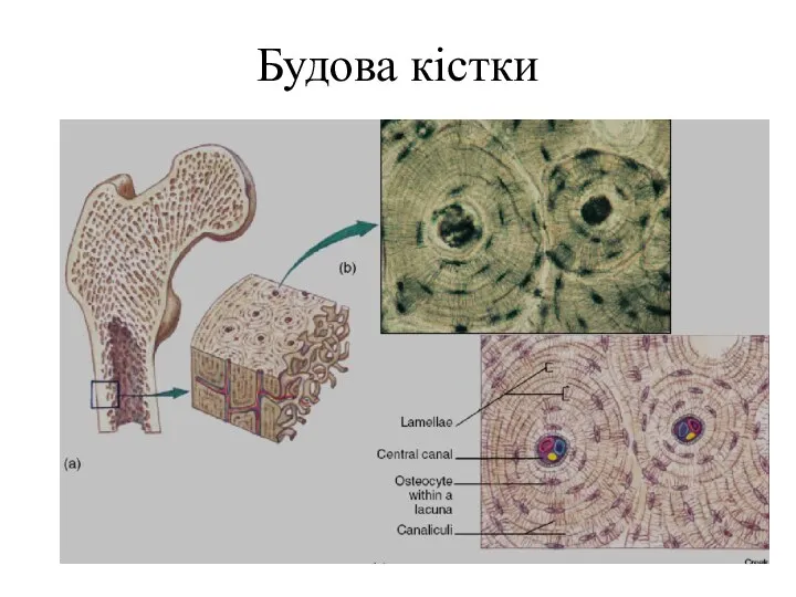 Будова кістки