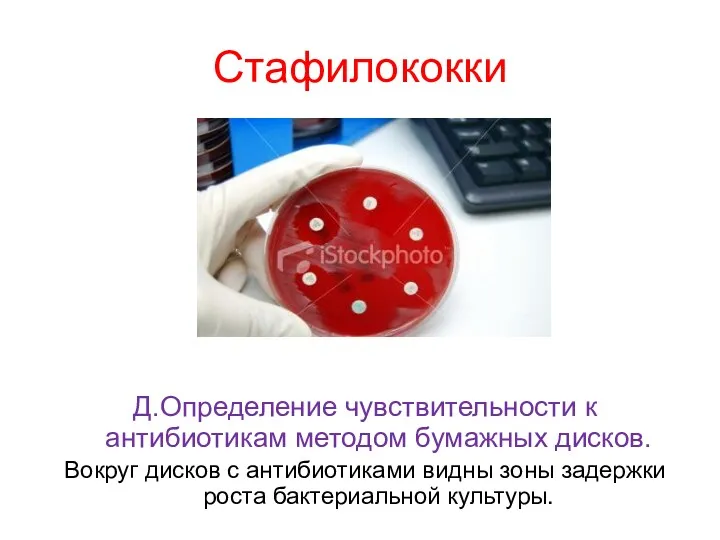 Стафилококки Д.Определение чувствительности к антибиотикам методом бумажных дисков. Вокруг дисков с антибиотиками видны