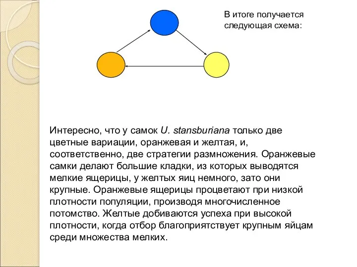 В итоге получается следующая схема: Интересно, что у самок U.